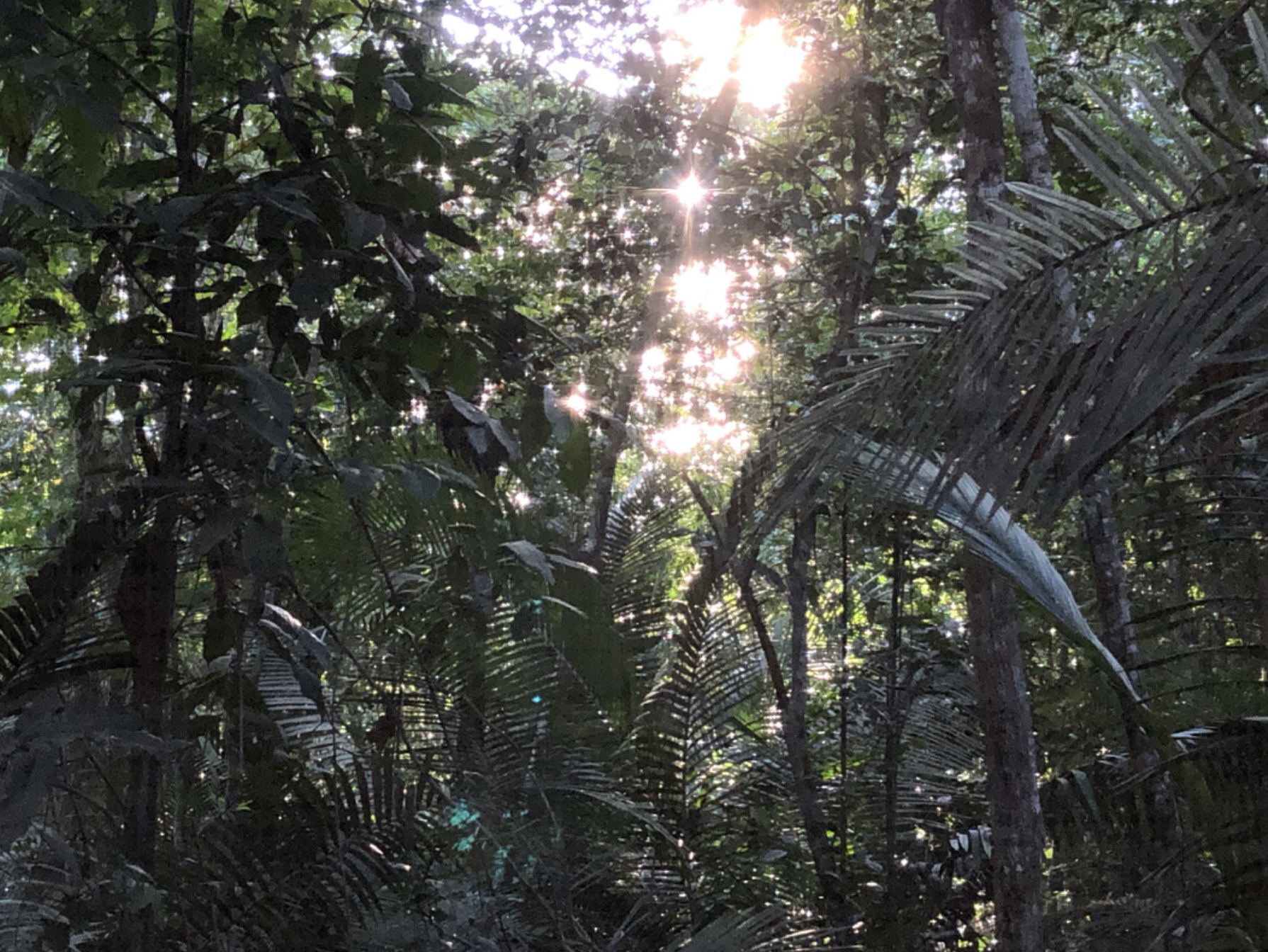 Amazonia: Relatos de Abundancia